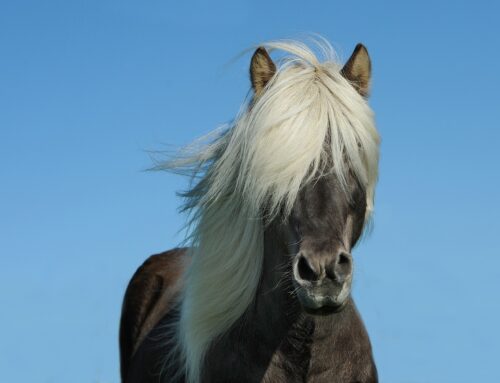 Equine Facilitated Therapy